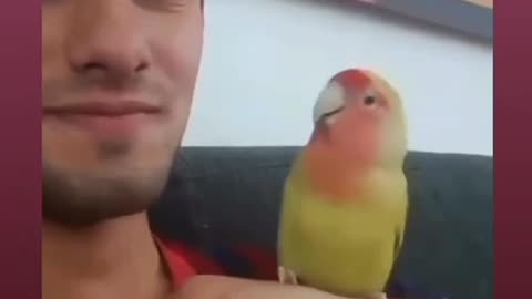 Funny Love Bird