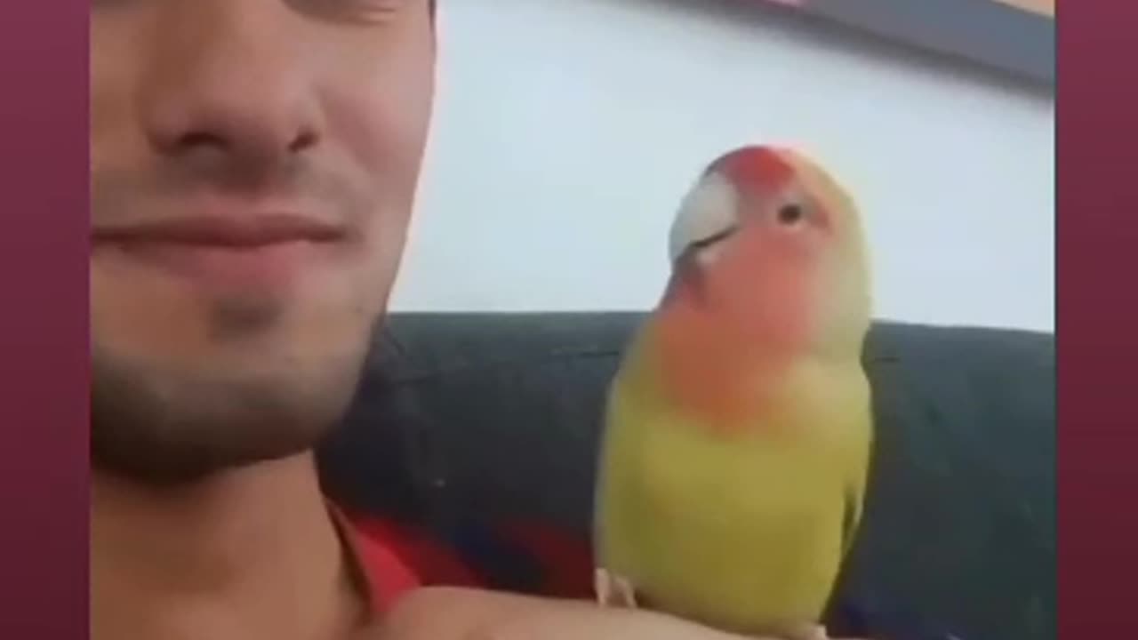 Funny Love Bird