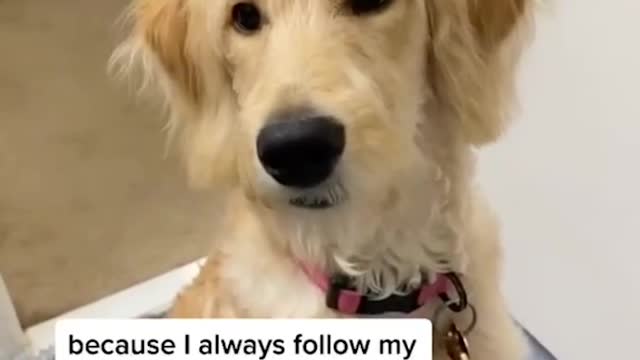 my mom gets upset with me #funny #pet #dogs #puppy