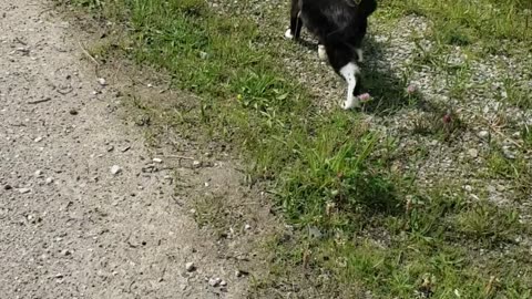 Bro bro Goes walking on a leash