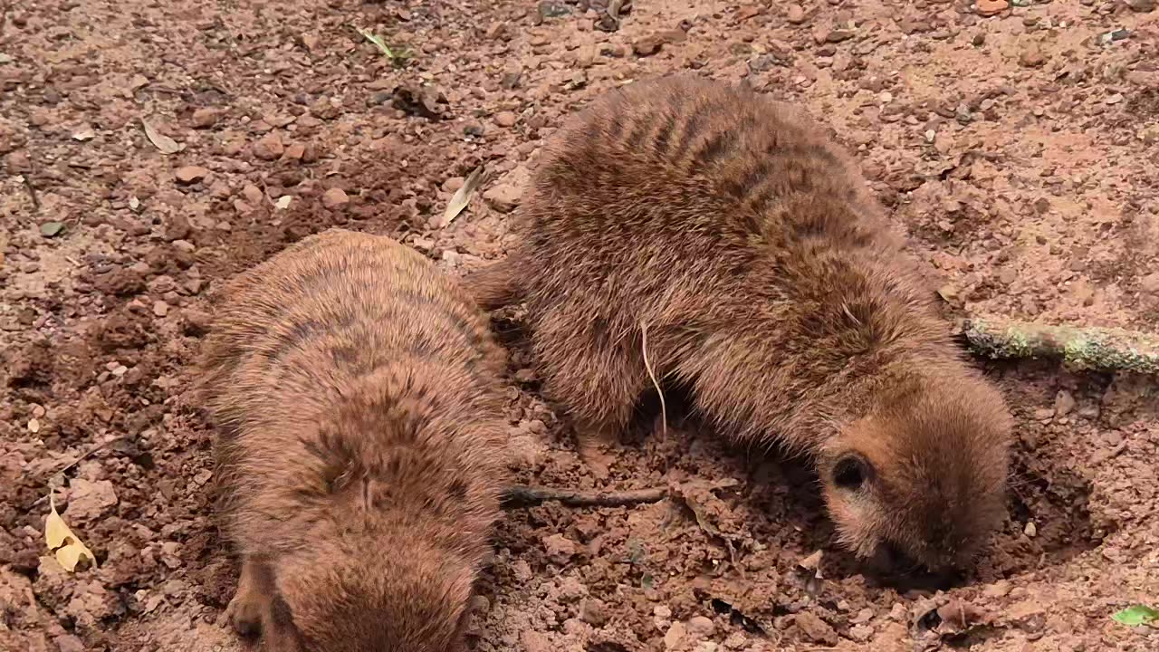 Unique animals