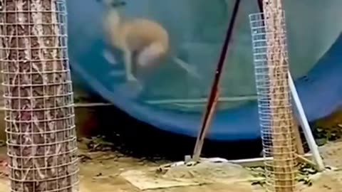 "Unforgettable Animal Antics: The Ultimate Compilation of Hilarious Moments"