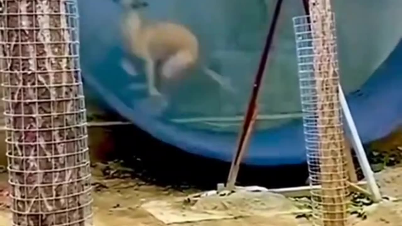 "Unforgettable Animal Antics: The Ultimate Compilation of Hilarious Moments"