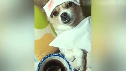 Animals Crazy Moments | Episode 040