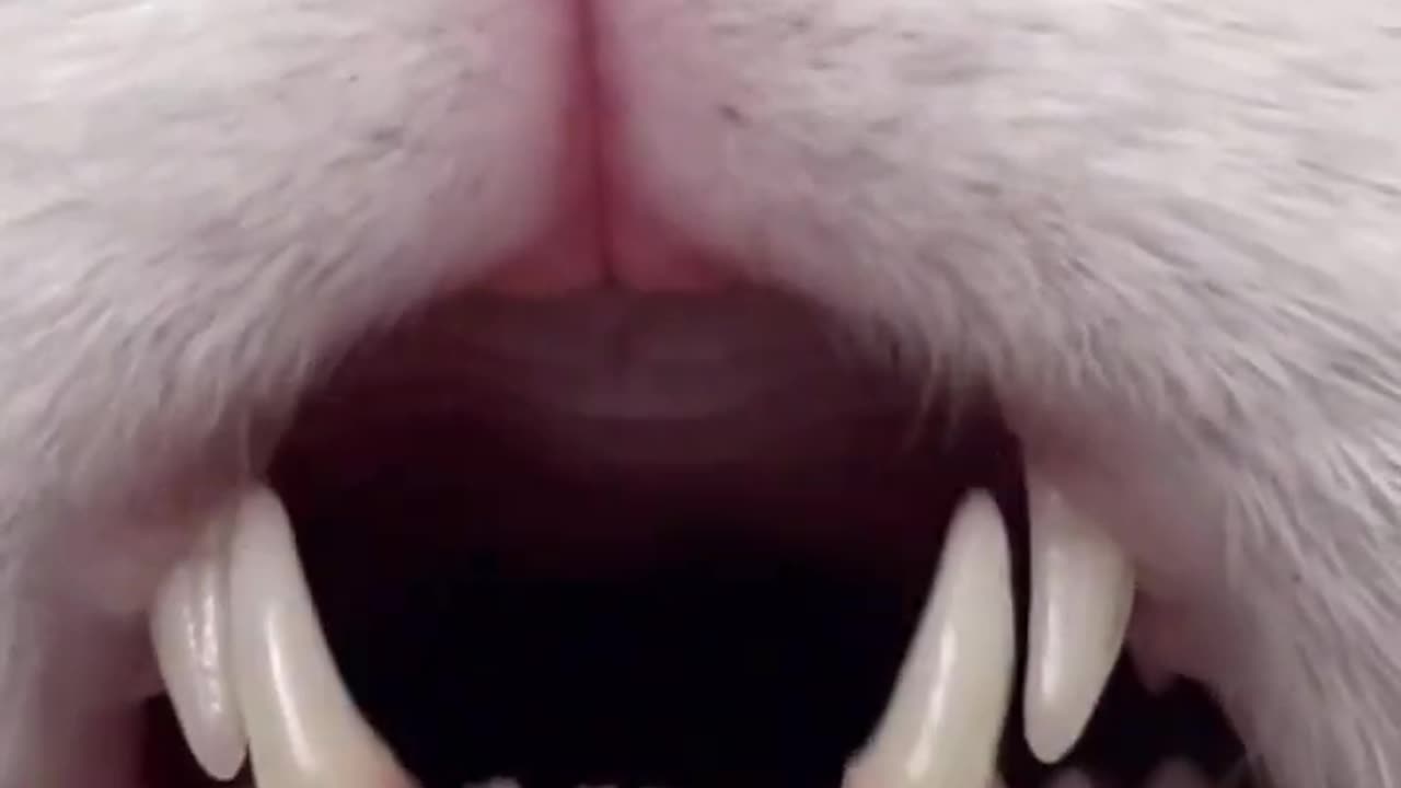 #cat#funy#teeth#love