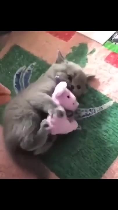 This Little Kitty Does Not Want To Share It's Toy! 😊
