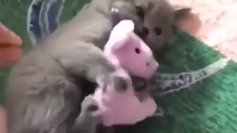 This Little Kitty Does Not Want To Share It's Toy! 😊