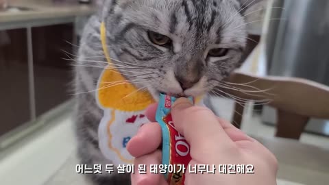 (On My Cat's Birthday)