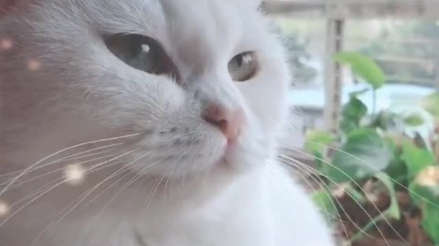 Cat sticker, he seems to have trouble, what is it