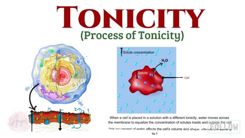 Tonicity Explained_ Hypotonic, hypertonic, Isotonic, A Comprehensive Guide