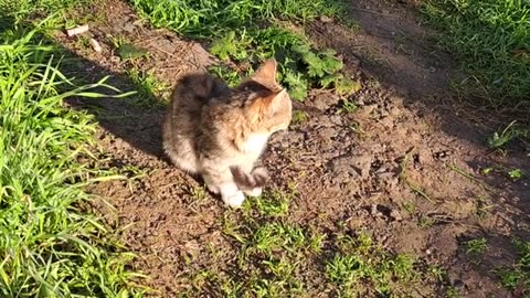 A cute kitten that just woke up
