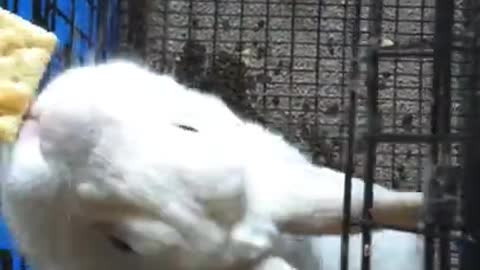 MAX my Pet Rabbit that passed in Nov 2020