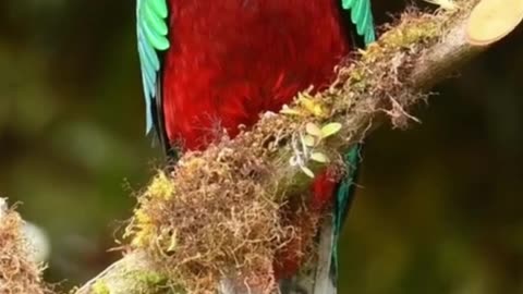 butifull small birds