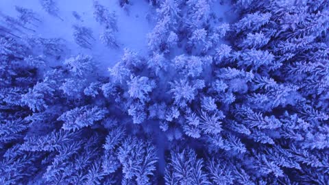 winter kingdom.