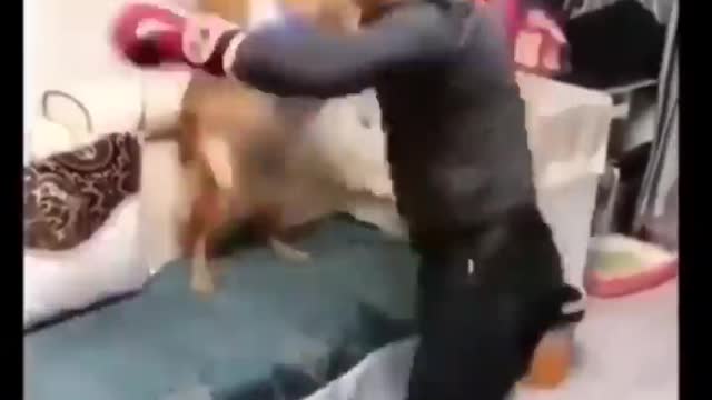 Best funny cats in2021