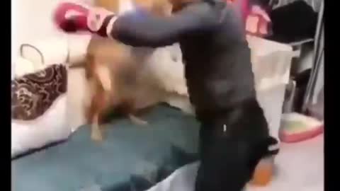 Best funny cats in2021