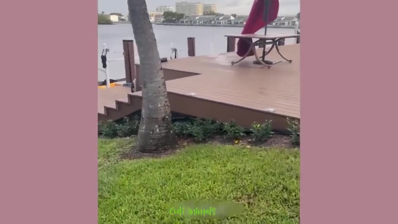 funny video