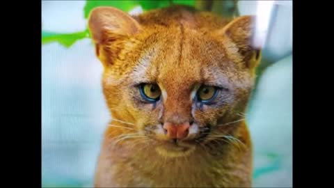 Young discovers that kitten adopted in Argentina was a wild cougar
