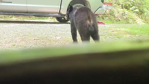 Bear Visits Men Working at Cabin Site