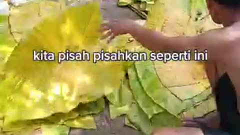How tobacco made in the streets