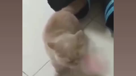 Pets in english kid's