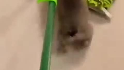 funny cats playing with ship😂🤣