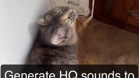 Sounds that attract cats - Meow to make cats come to you