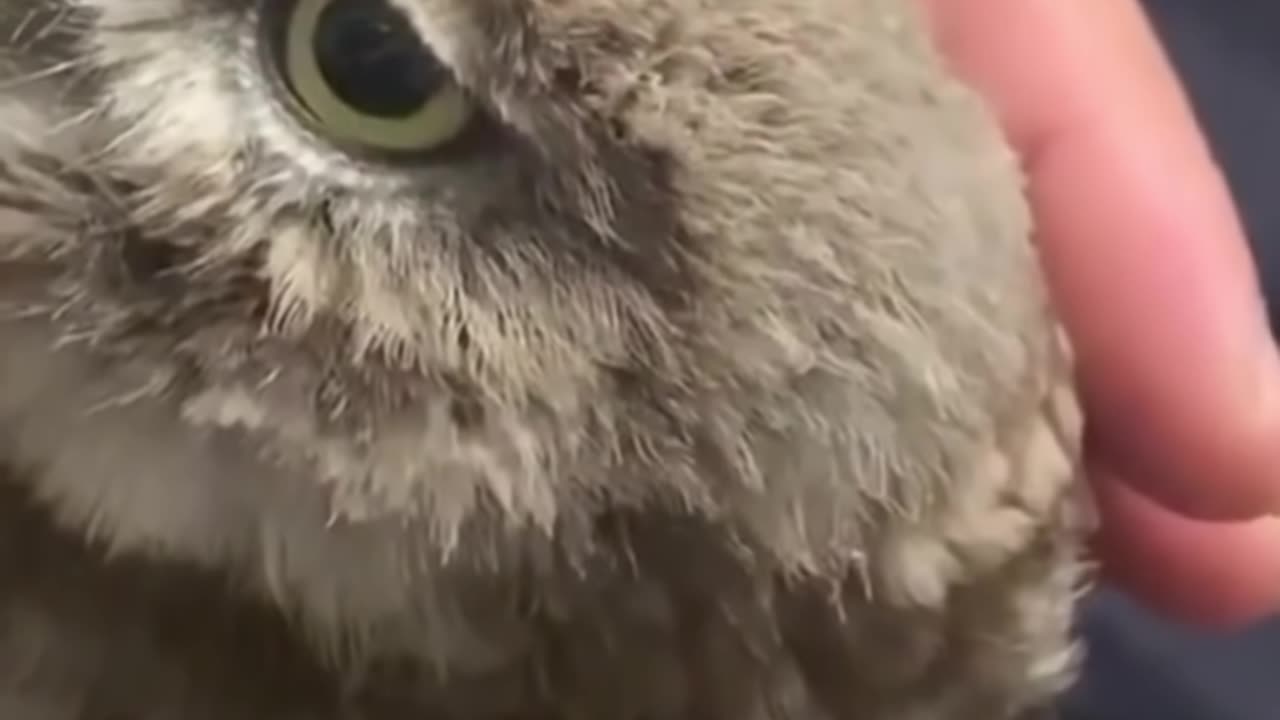 Best Funny Animal Videos of the year (2023),