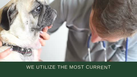 Veterinarian Burien, WA