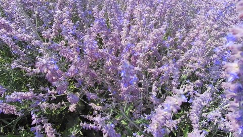 bees () lavender heaven