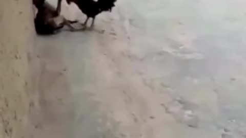Top Funny Cute Cats Viral Clips-- Best _funny Cats _shorts Video-- _trending _animals _reels _shorts