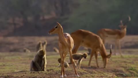 Cheetah's hunt a deer