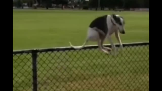 Dog funny short video ll #shorts