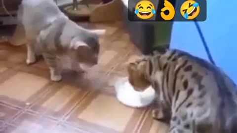 Funny cats video 2023 funniest cats
