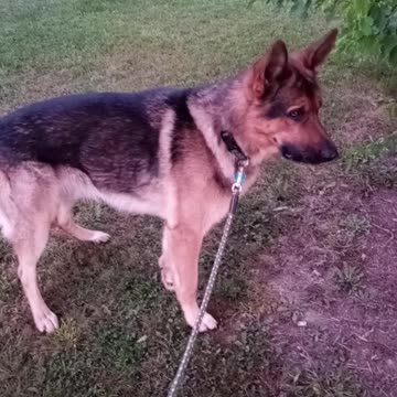German shepherd howling!