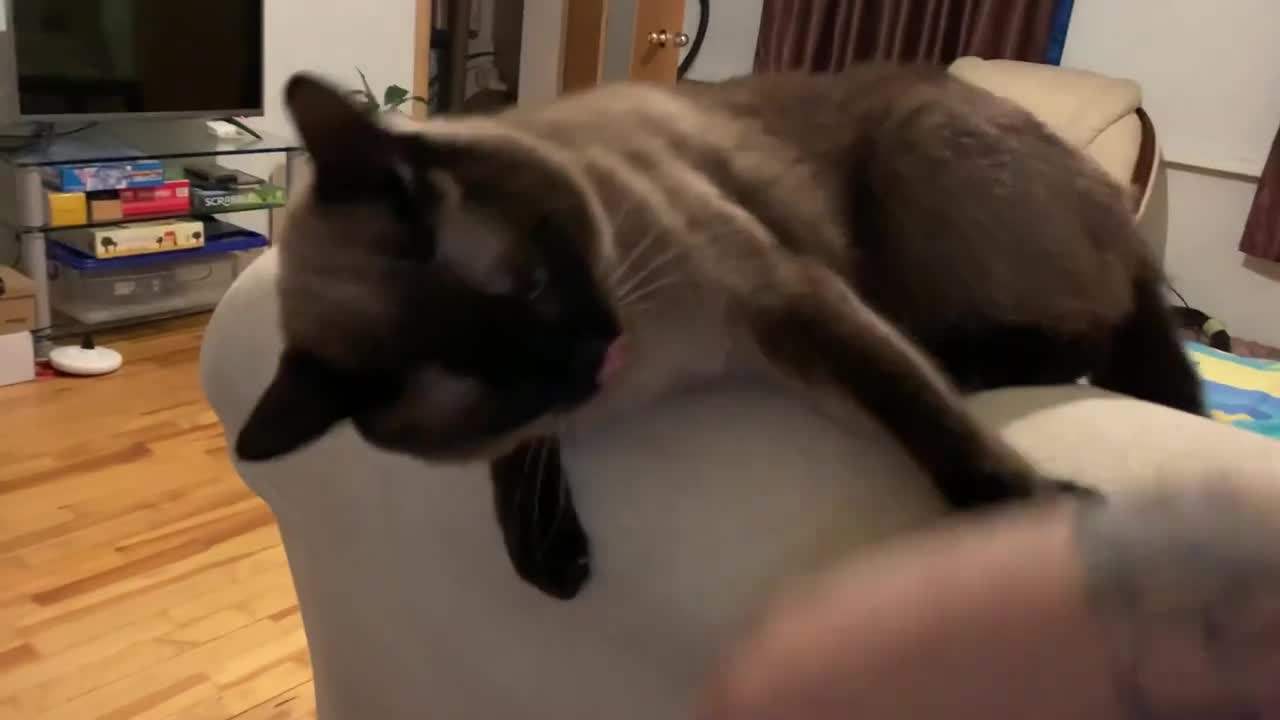Horror. It got into my cat