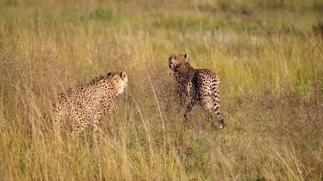 Cheetah Feline Couple Mammal Animal Nature