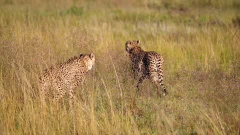 Cheetah Feline Couple Mammal Animal Nature