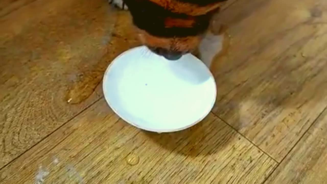 Hey what would you do if this cute puppy was yours