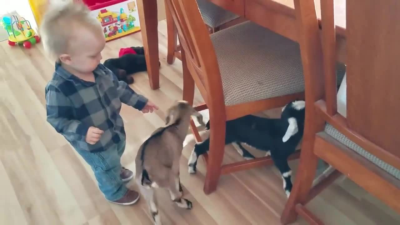 Baby and baby goats