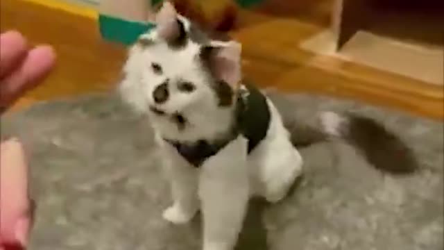 funny cats compilation #11