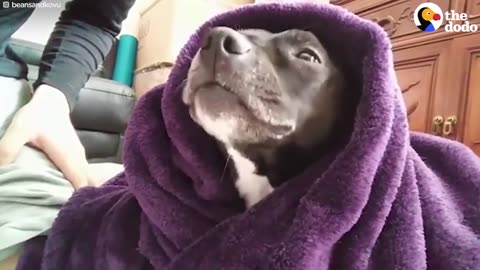 Pit Bull Ban Could Cost Thousands Of Dogs Their Lives | The Dodo