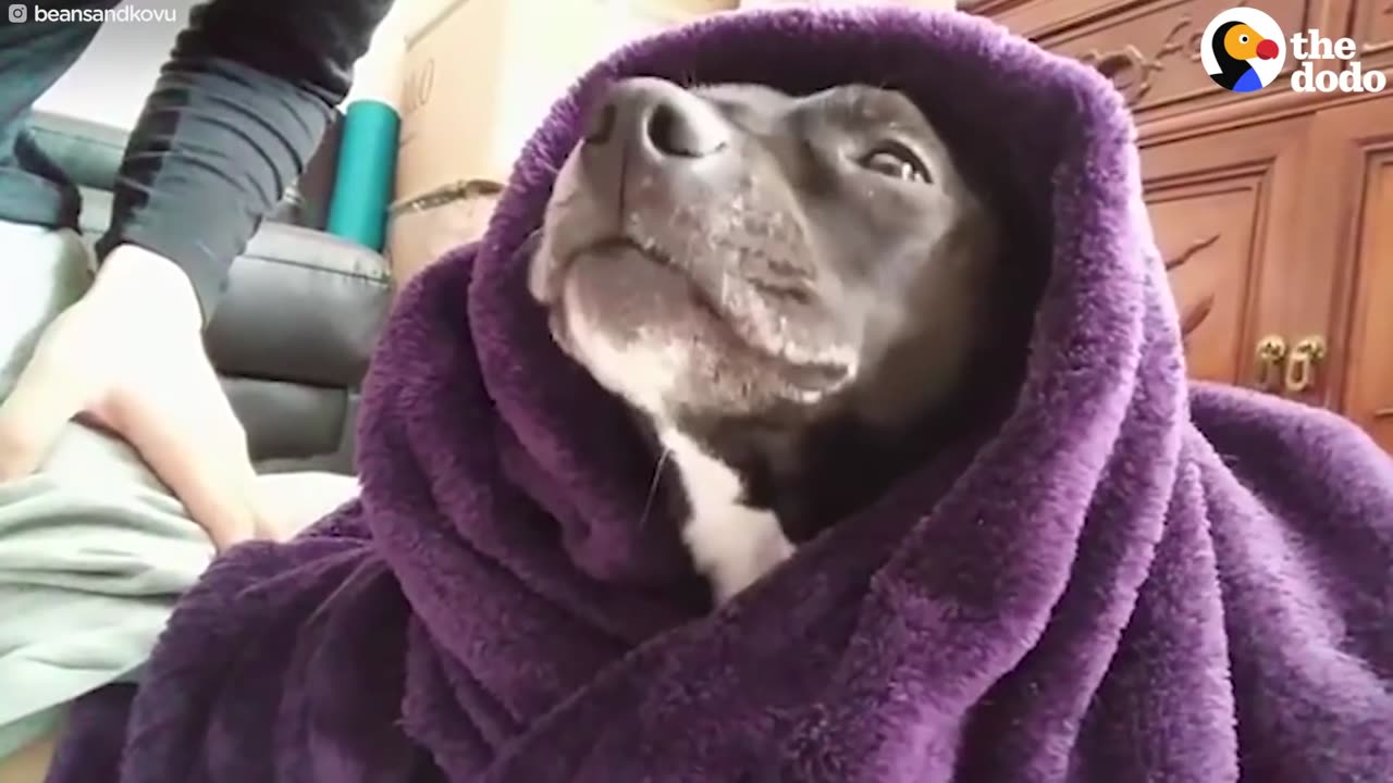 Pit Bull Ban Could Cost Thousands Of Dogs Their Lives | The Dodo
