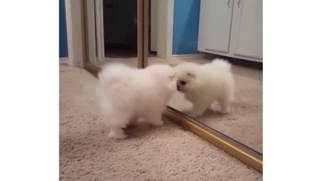 funny dog