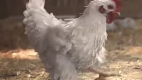 This chicken has some serious skills