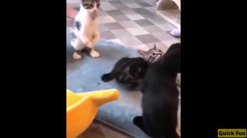 Dogs and Cats Very Funny Videos