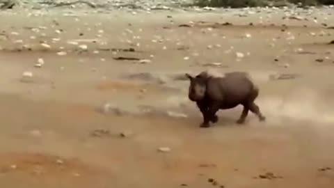 A rhinoceros fights a pride of lions
