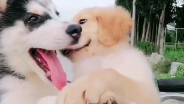 Cute husky & golden retriever puppies are on the basket