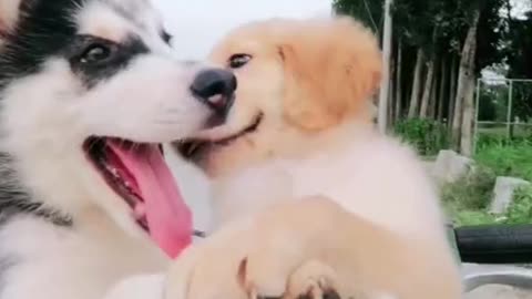 Cute husky & golden retriever puppies are on the basket