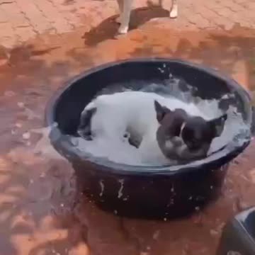 Funny dog_Whoever is first, gets the jacuzzi 🤣 Follow us